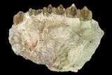 Oreodont (Merycoidodon) Jaw Section - South Dakota #146359-1